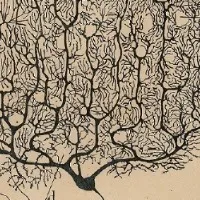 头脑施工队:神经可塑性操作手册